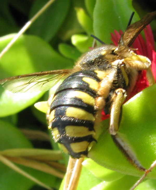 Anthidium cfr. florentinum (Apidae Megachilinae)
